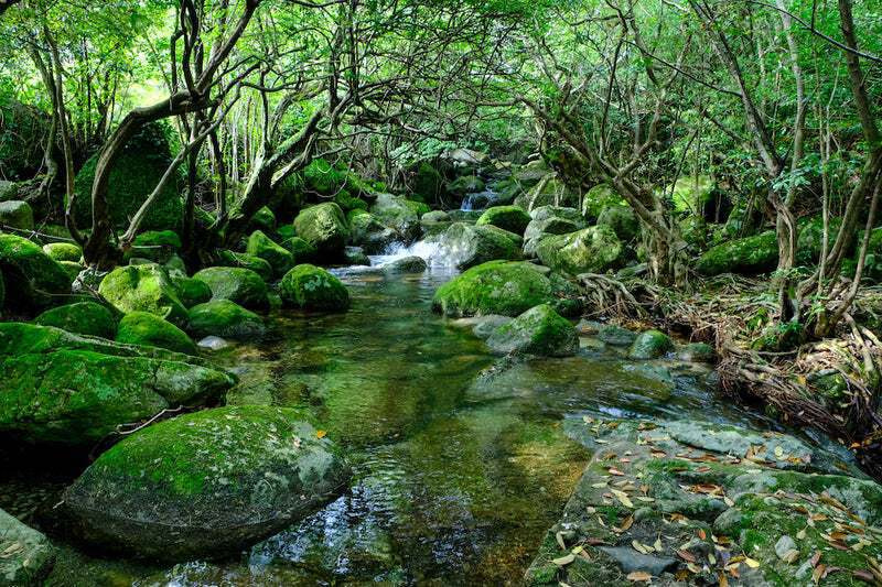 自然と共生した循環する暮らしを体験するコミュニティ